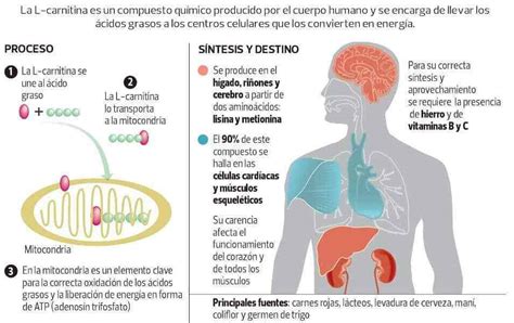 Qué Es La L carnitina Y Cómo Actúa En Nuestro Organismo Psiquisalud