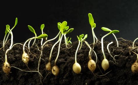 How To Germinate Seeds A Step By Step Guide Farmervalley