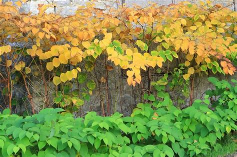 Identifying Japanese Knotweed In Autumn Tcm Knotweed Services