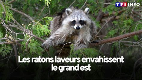 Les Ratons Laveurs Envahissent Le Grand Est Youtube