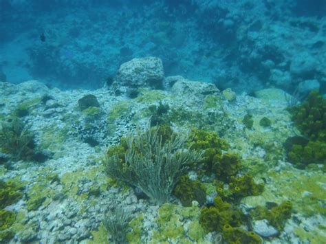 Snorkeling in Anse Chastanet Marine Reserve | Snorkeling in Saint Lucia