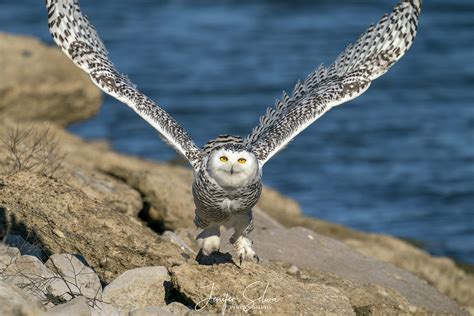 Snowy Owl Flying