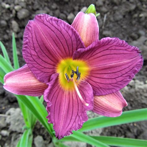 Lovely Purple Daylily Bare Root Plants For Sale Purple De Oro Easy