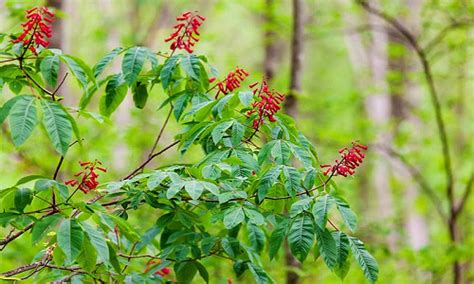 Native Flowering Shrubs Alabama | Best Flower Site