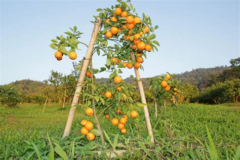 Cu Nto Tarda En Crecer Un Naranjo Huerto En Casa