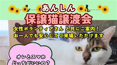 7月「あんしん保護猫譲渡会」の開催日が決定！ 保護猫シェルターにゃんと