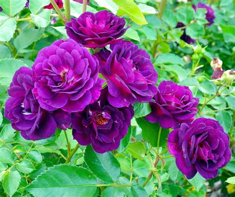 Purple Climbing Roses Climbing Roses Shrub Roses