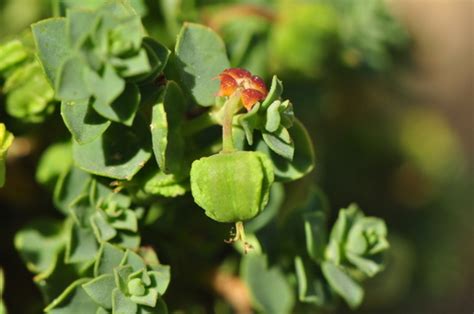 Euphorbia Herniariifolia · Naturalista Colombia