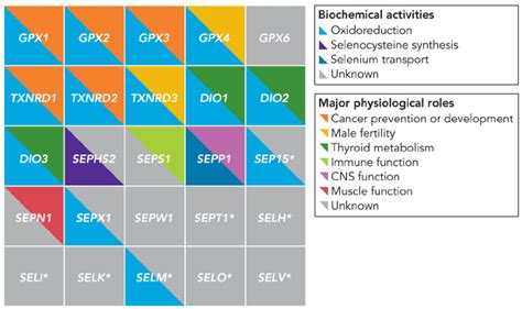 Biochemical And Physiological Roles Of Selenoproteins Download