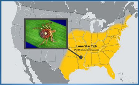 Experts warn of rapid spread, impact of lone star tick-associated ...