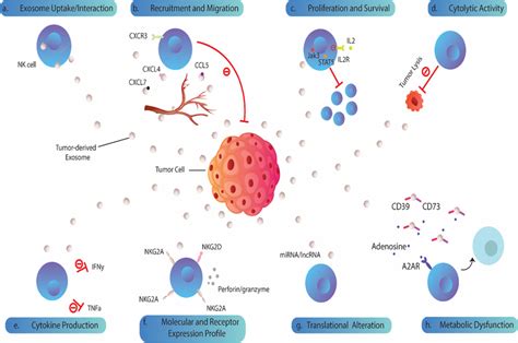 Biological Impacts Of Tumor Derived Exosomes On Nk Cells A