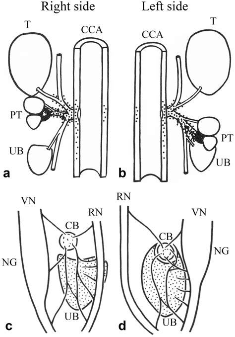 a, b Schematic drawings indicating the distribution of glomus cells... | Download Scientific Diagram