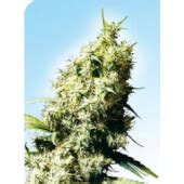 Vende De Graines Jamaican Pearl De Sensi Seeds