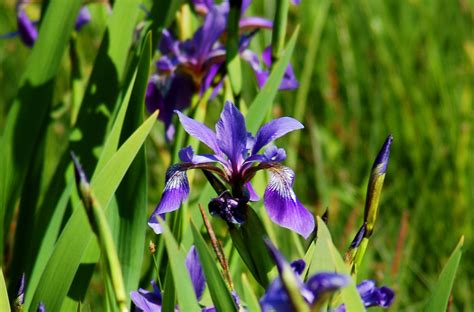 Iris Plants For Wet Areas at Rocio Wilds blog