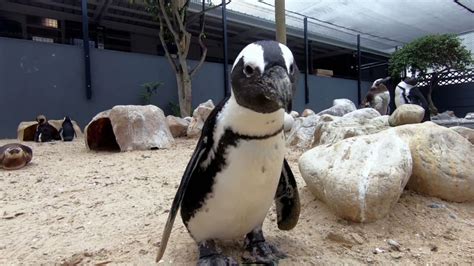 Let's Save the Penguins! | The Aquarium: A Deeper Dive