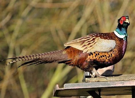 Fais O Coleira Criat Rio Bichos E Aves Ornamentais