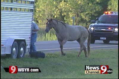 Dangerous Trailers Accidents That Just Happend: Horse trailer turns over; horses loose on Route 81