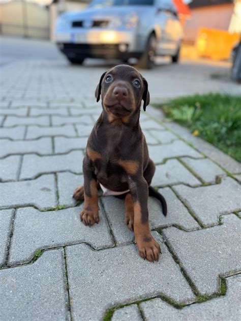 Pui Doberman Rasa Pura Talmaciu Olx Ro