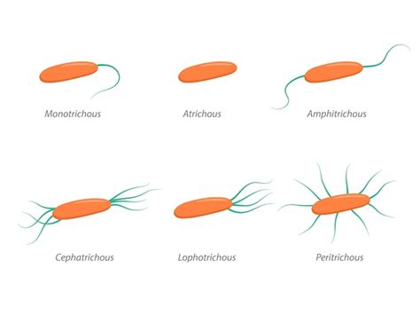 Disposición de flagelos bacterianos diversas formas de flagelación con