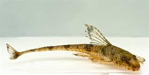 Whiptail Loricaria Catfish - regular size - Bluegrassaquatics.com