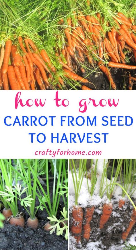 Best Tips For Growing Carrots Growing Carrots Planting Carrots