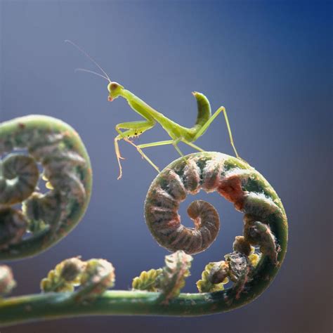 Biblical Meaning Of Seeing A Praying Mantis Bible Wings