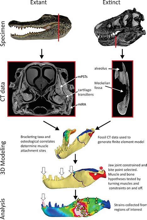 Tyrannosaurus Rex Mystery Solved How Dinosaurs Delivered Bone Crushing