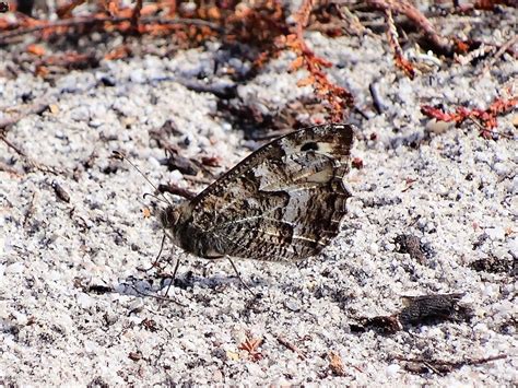 Common Grayling, Morden Bog | Dorset Butterflies