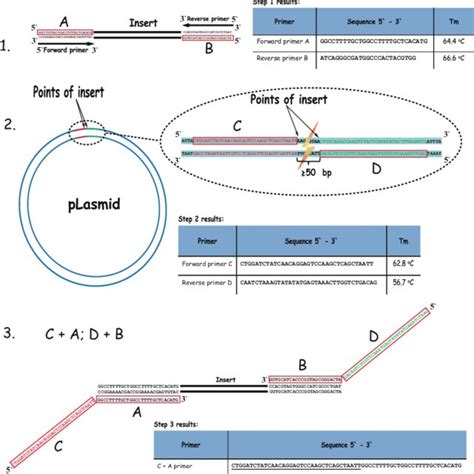 Pdf Overlap Extension Pcr Cloning