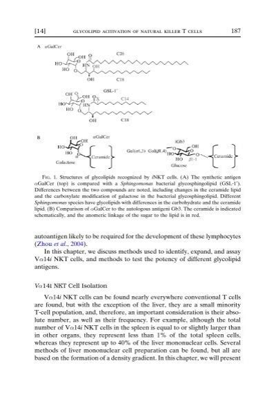 186 glycolipid function