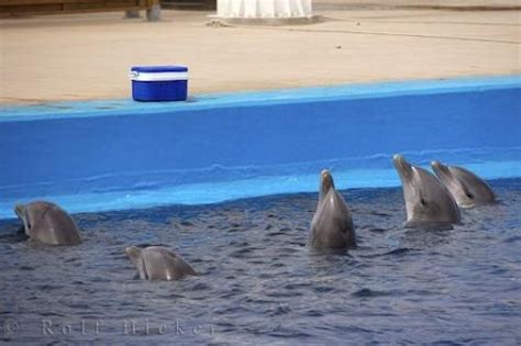 Five Bottlenose Dolphins L Oceanografic Valencia Spain | Photo, Information