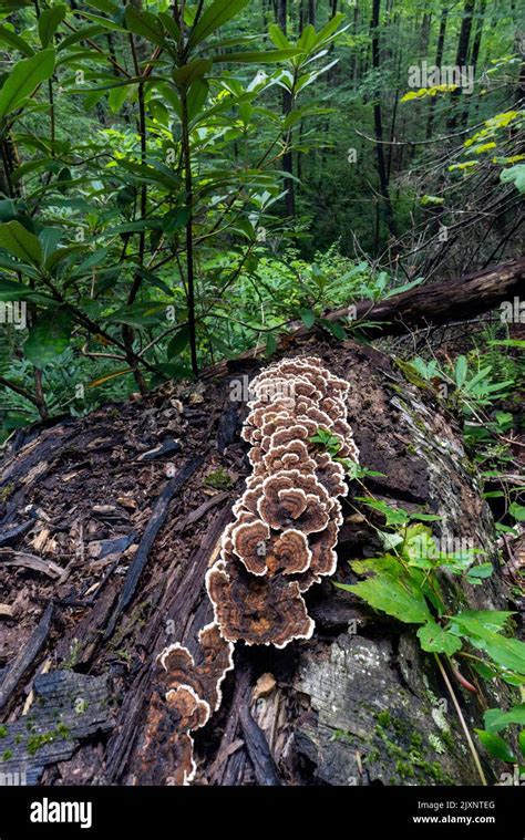 Turkey Tail Mushroom Trametes Versicolor Growing On Fallen Tree Trunk Sycamore Cove Trail