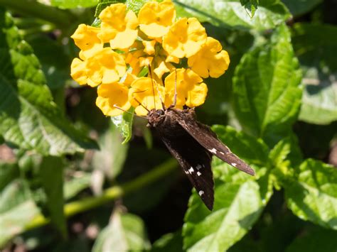 Maryland Biodiversity View Thumbnails Southern Cloudywing