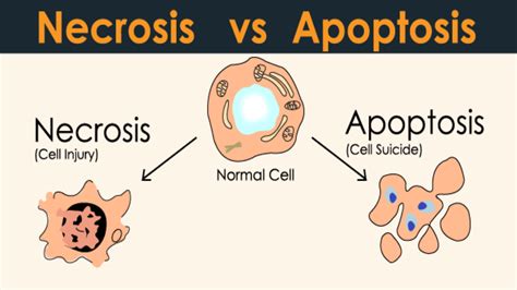 Necrosis Vs Apoptosis Know The Differences Successyeti