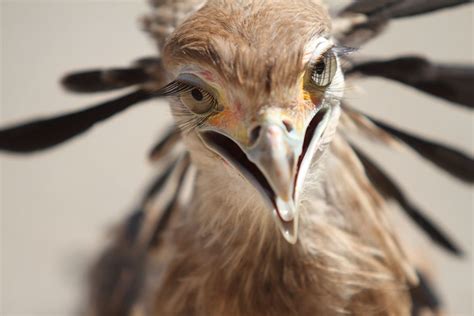 flying beast   bad mood smithsonian photo contest