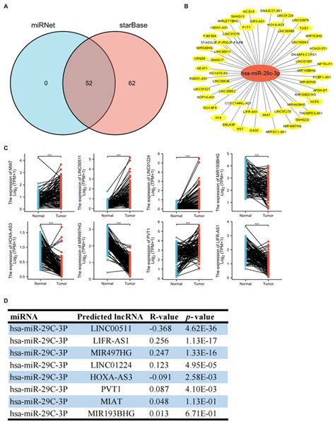 Identification Of Upstream Potential Lncrna Of Hsa Mir C P In Breast