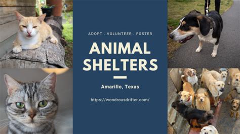 Animal Shelters In Amarillo Texas