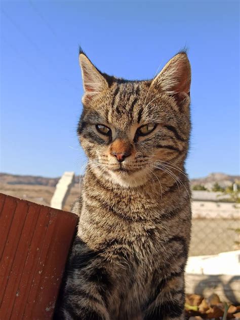 Cute Katten R Trevlig Och S T Fotografering F R Bildbyr Er Bild Av