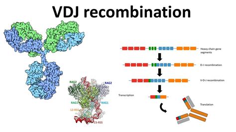 Vdj Recombination Overview Generation Of Antibody Diversity