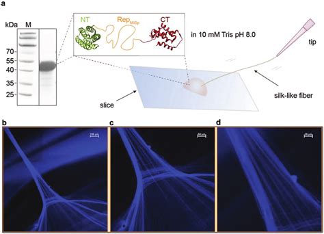 Spider Silk Like Fiber Formation By NT Rep MiSp CT A Schematic