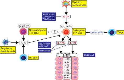 Frontiers The Imbalance Between Type 17 T Cells And Regulatory Immune