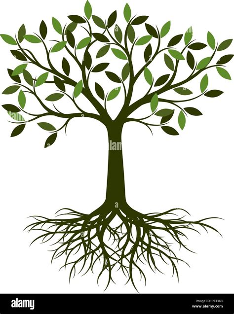 Green Tree With Root Vector Illustration Stock Vector Image Art Alamy