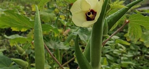 5 Amazing Tips On How To Grow Okra Best Advice To Grow Them Right