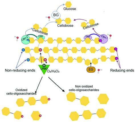 Schematic Representation Of Enzymes Acting In The Deconstruction Of