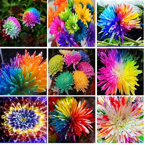 Free Shipping Pcs Bag Rainbow Chrysanthemum Seeds Flower Seeds Rare