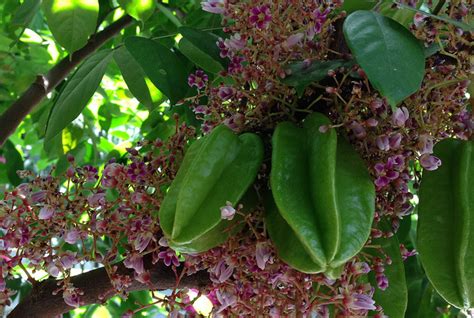 Starfruit Carambola Diseases And Pests Description Uses Propagation