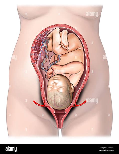 Utero Normale Immagini E Fotografie Stock Ad Alta Risoluzione Alamy