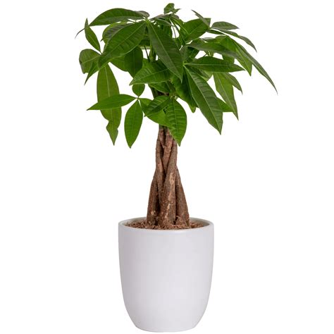 indoor tree plant low light 9