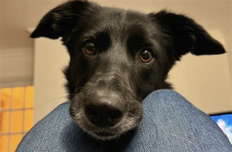 Trigger stacking - managing border collie arousal