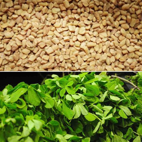 Fenugreek Seed Germination Time Process Methi Gardening Tips